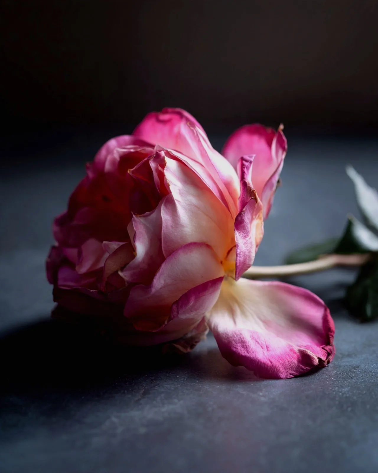 A Rose de Mai bloom resting on a dark surface